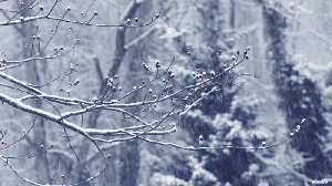 新鄉(xiāng)市一中特邀我中心拍攝校園雪景